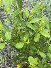 Rutaceae