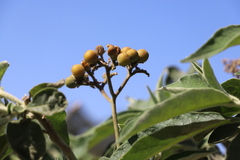 Solanum mauritianum