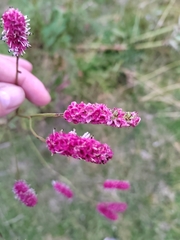 Sanguisorba tenuifolia