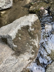 Podostemoideae