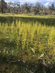Drosera stricticaulis