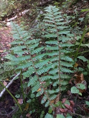 Polystichum braunii