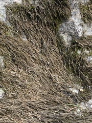 Podostemoideae