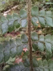 Polystichum braunii