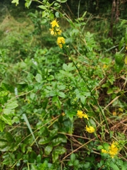 Agrimonia eupatoria