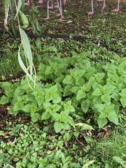 Urtica urens