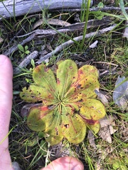 Drosera bulbosa