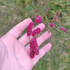 Sanguisorba tenuifolia
