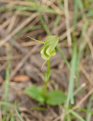 Pterostylis alpina