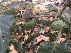Datura innoxia