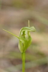 Pterostylis alpina