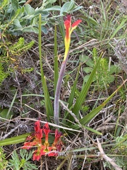 Babiana ringens australis