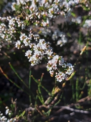 Micromyrtus ciliata