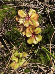 Drosera tubaestylis