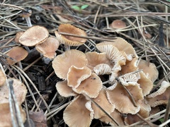 Pholiotina rugosa