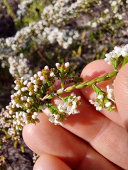 Micromyrtus ciliata