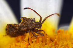 Centrocoris spiniger