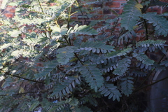 Tipuana tipu