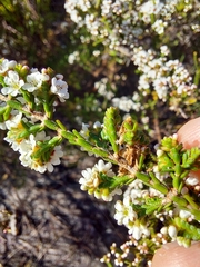 Micromyrtus ciliata
