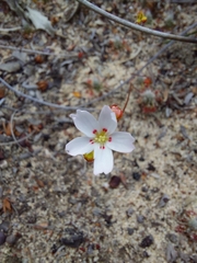 Drosera eneabba