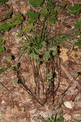 Allium tricoccum