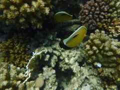Chaetodon austriacus