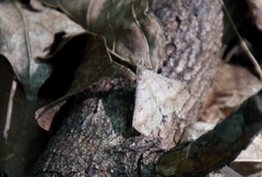 Renia flavipunctalis