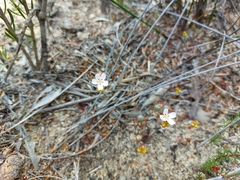 Drosera eneabba