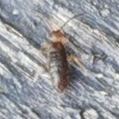 Entomobryidae