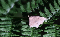 Zanclognatha jacchusalis