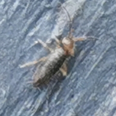 Entomobryidae