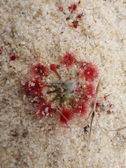 Drosera eneabba