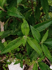 Vernonanthura tweedieana