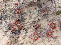 Drosera eneabba