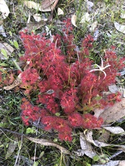 Drosera stolonifera