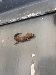 Afrogecko porphyreus