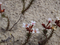 Stylidium adpressum