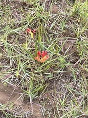 Babiana ringens australis