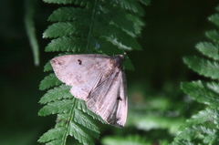 Zanclognatha laevigata