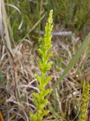 Microtis parviflora