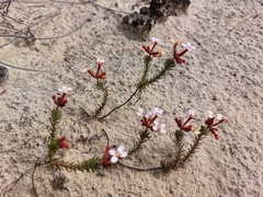 Stylidium adpressum