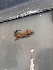 Afrogecko porphyreus