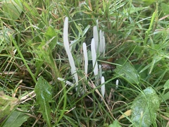 Clavaria fragilis