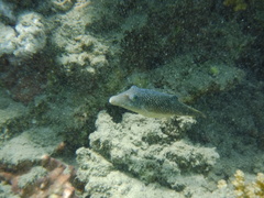 Canthigaster margaritata