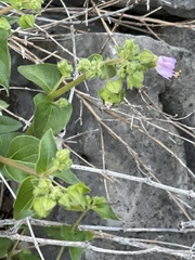 Mirabilis nyctaginea