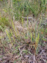 Microtis parviflora