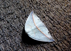 Geometridae