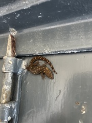 Afrogecko porphyreus