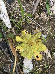 Drosera bulbosa
