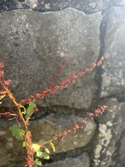 Rumex conglomeratus